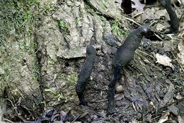 Image of Xylaria primorskensis Y. M. Ju, H. M. Hsieh, Lar. N. Vassiljeva & Akulov 2009