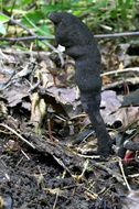 Image of Xylaria primorskensis Y. M. Ju, H. M. Hsieh, Lar. N. Vassiljeva & Akulov 2009