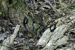 Imagem de Xylaria primorskensis Y. M. Ju, H. M. Hsieh, Lar. N. Vassiljeva & Akulov 2009