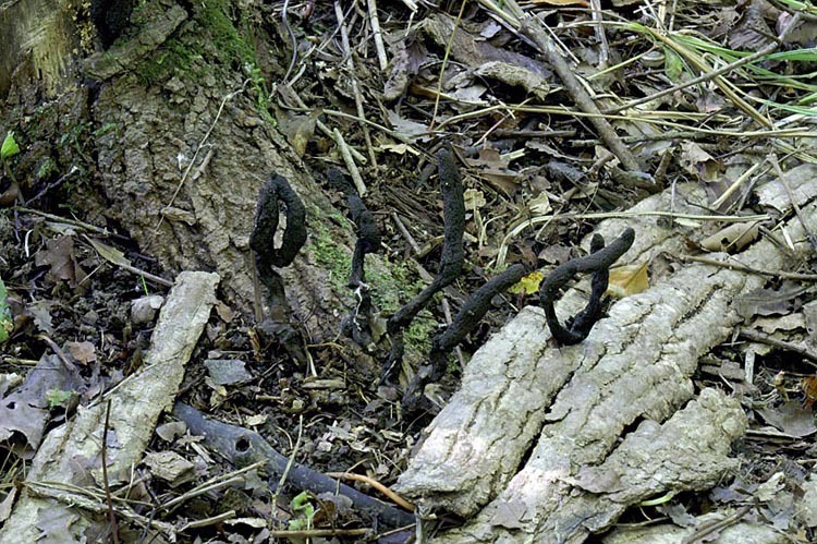 Слика од Xylaria primorskensis Y. M. Ju, H. M. Hsieh, Lar. N. Vassiljeva & Akulov 2009