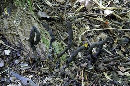 Image of Xylaria primorskensis Y. M. Ju, H. M. Hsieh, Lar. N. Vassiljeva & Akulov 2009