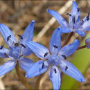 Scilla bifolia L. resmi