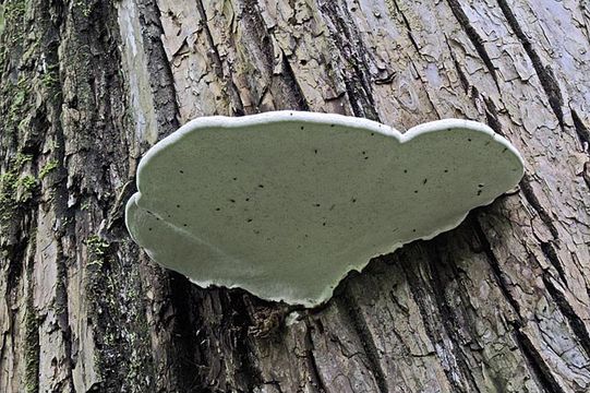 Image of Artist's fungus