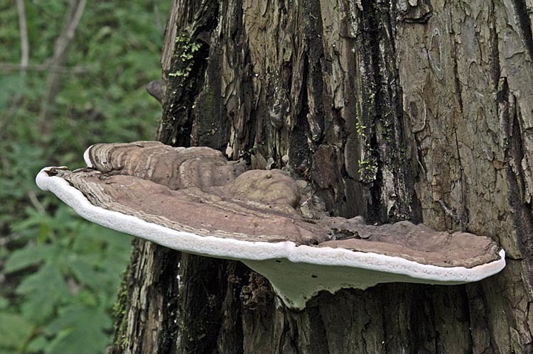 Image of Artist's fungus