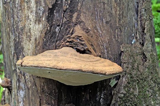 Image of Artist's fungus