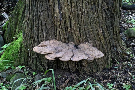 Image of Artist's fungus