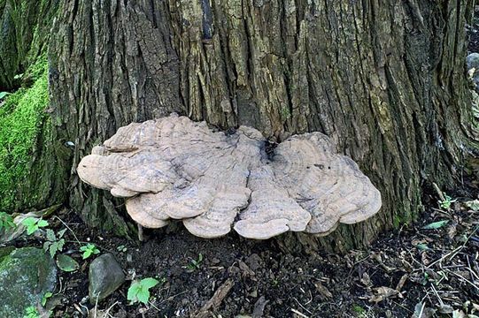 Image of Artist's fungus