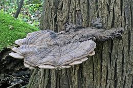 Image of Artist's fungus