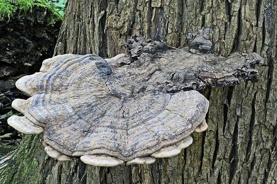 Image of Artist's fungus