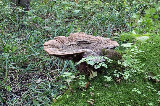 Image of Artist's fungus