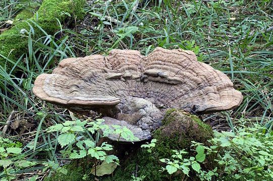 Image of Artist's fungus