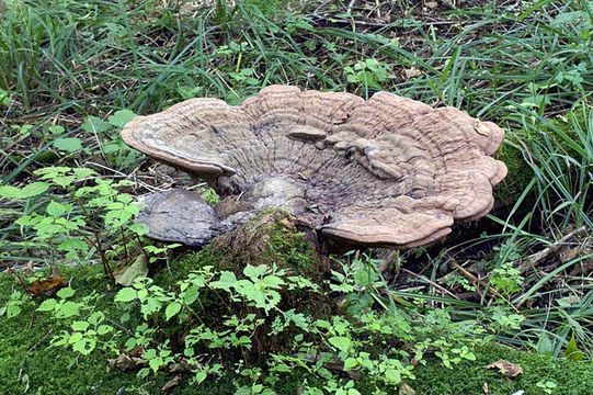 Image of Artist's fungus