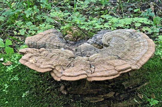 Image of Artist's fungus