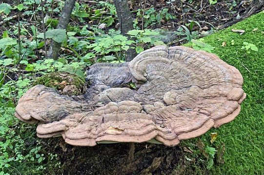 Image of Artist's fungus