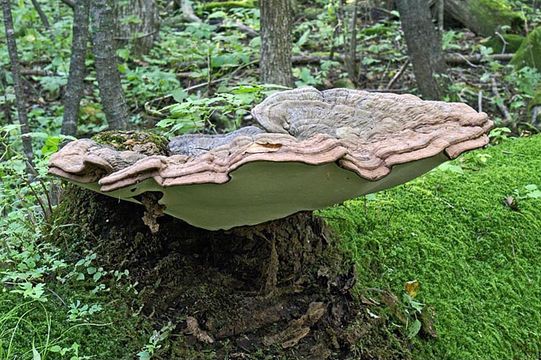 Image of Artist's fungus