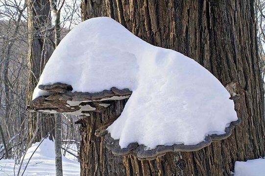 Image of Artist's fungus