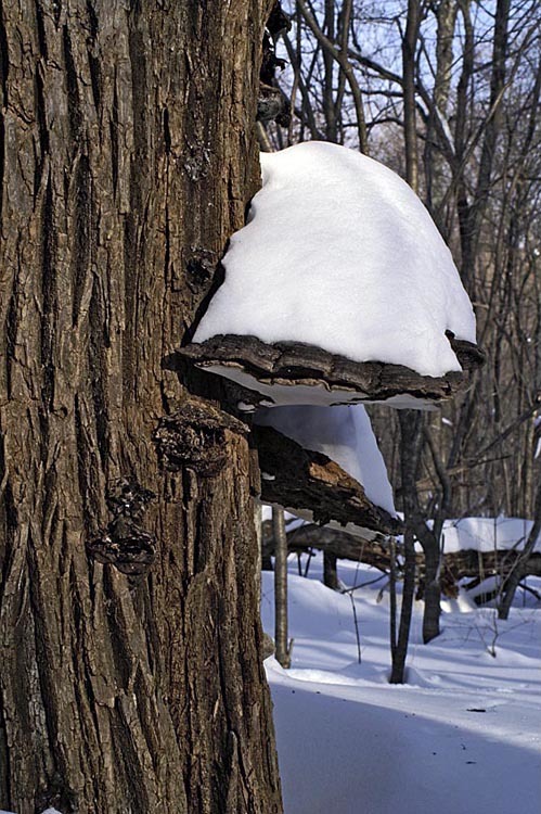 Image of Artist's fungus