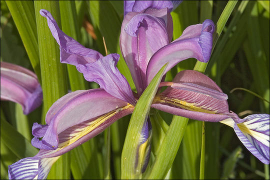 Image of Iris graminea L.