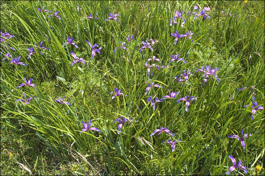 Plancia ëd Iris graminea L.