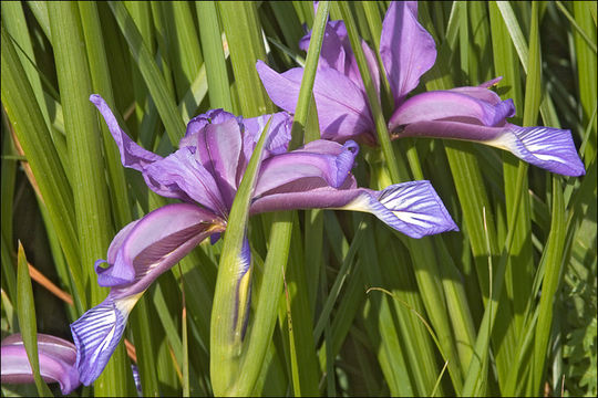 Plancia ëd Iris graminea L.