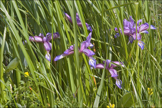 Image of Iris graminea L.