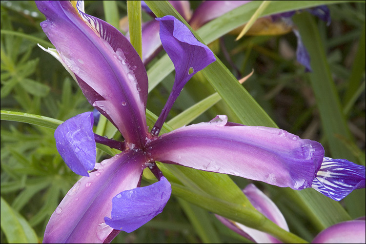 Image of Iris graminea L.