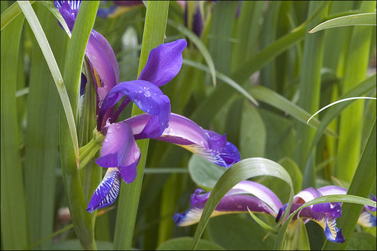 Plancia ëd Iris graminea L.