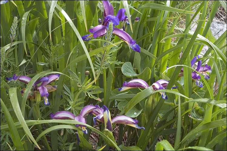 Image of Iris graminea L.