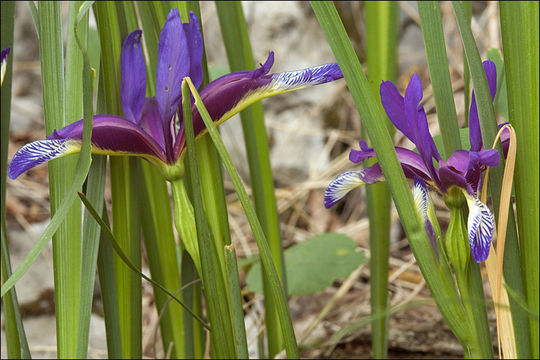 Image of Iris graminea L.