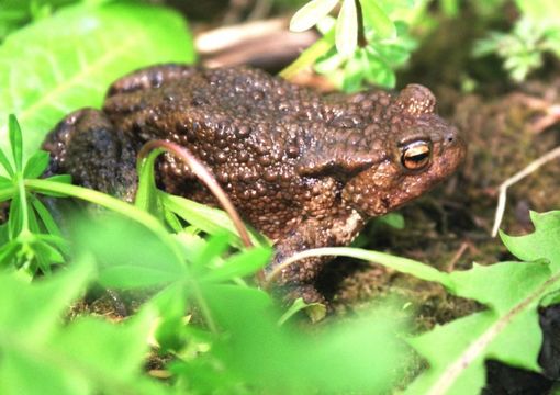 Image of Common Toad