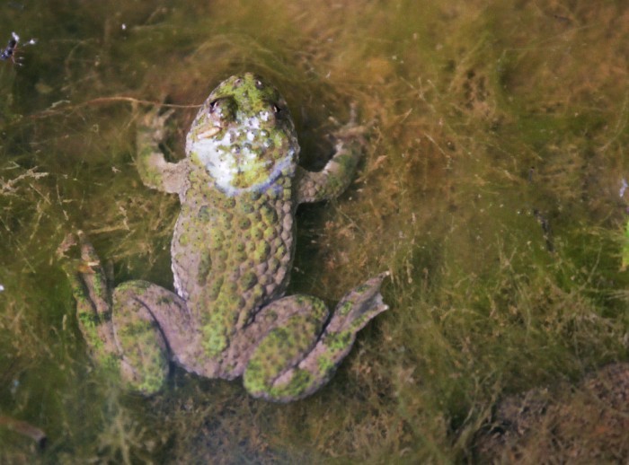 Image of Yellow-Bellied Toad