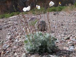 Image of desert bearpoppy