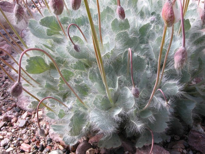 Image of desert bearpoppy