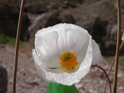 Image of desert bearpoppy