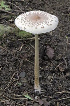 Image of Macrolepiota procera (Scop.) Singer 1948