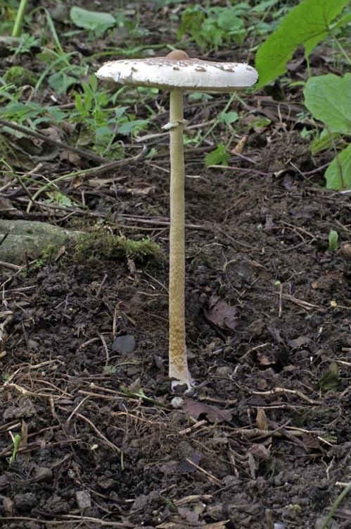 Image of Macrolepiota procera (Scop.) Singer 1948