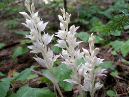 Image of phantom orchid