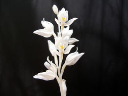 Image of phantom orchid