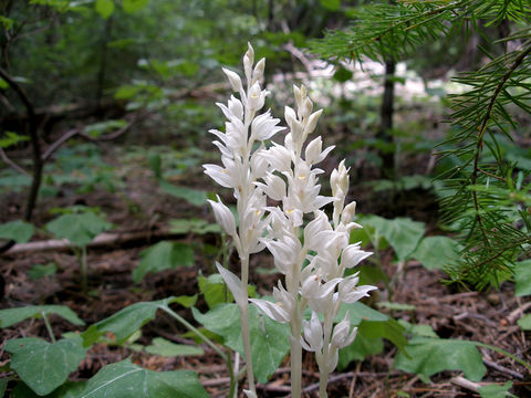 Image of phantom orchid