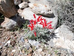 Image of scarlet milkvetch