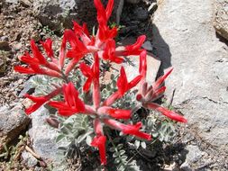 Image of scarlet milkvetch