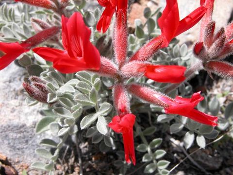 Image of scarlet milkvetch