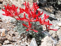 Image of scarlet milkvetch