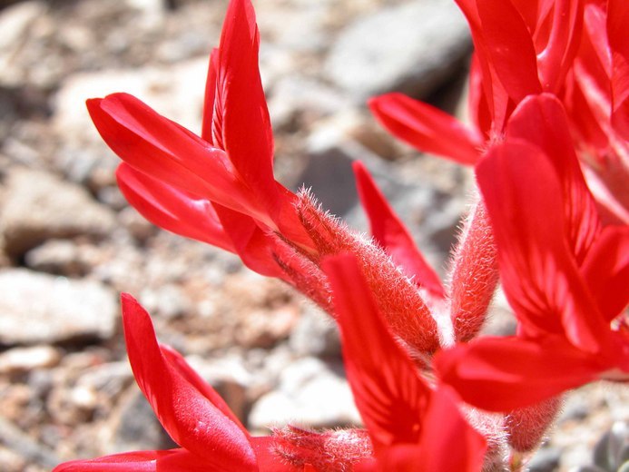 Image of scarlet milkvetch