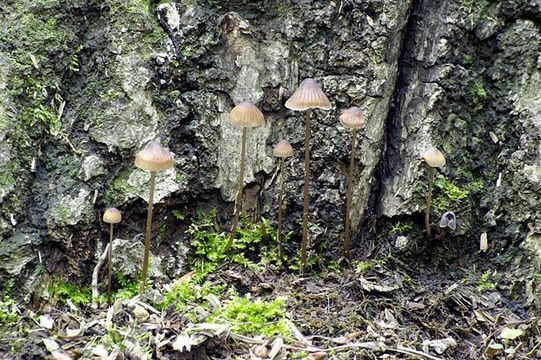 Слика од Mycena leptocephala (Pers.) Gillet 1876