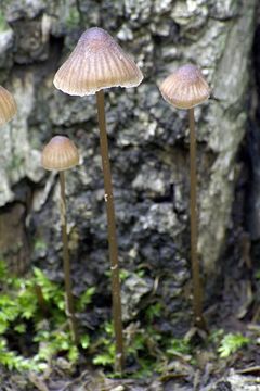 Image of Mycena leptocephala (Pers.) Gillet 1876