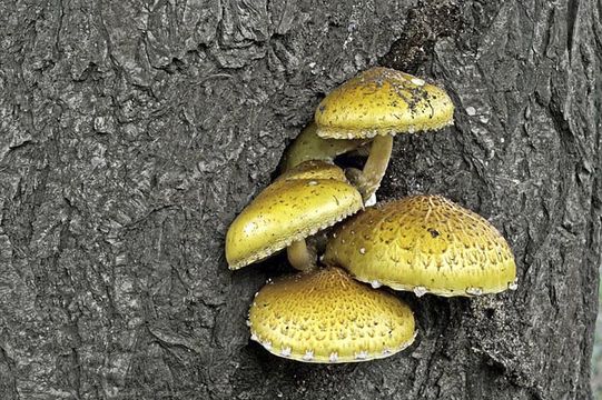 Image of Pholiota adiposa (Batsch) P. Kumm. 1871