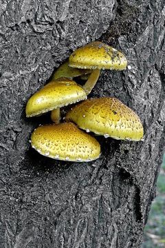 Image of Pholiota adiposa (Batsch) P. Kumm. 1871