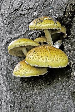 Image of Pholiota adiposa (Batsch) P. Kumm. 1871