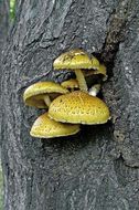 Image of Pholiota adiposa (Batsch) P. Kumm. 1871